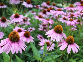 Jeż&oacute;wka purpurowa