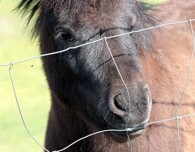 Miniatura: Afera z koniną: handlarz mięsem aresztowany