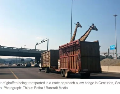 Miniatura: Wieźli żyrafę. Zwierzę uderzyło głową w most?