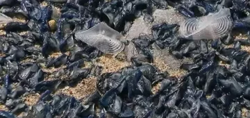 Velella 