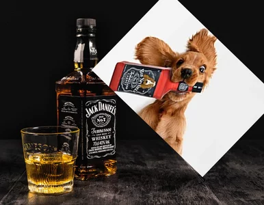 Miniatura: Jack Daniel's i Bad Spaniels. Spór o...