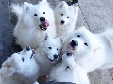 Samojedy i rodzina Sary Hegarty 