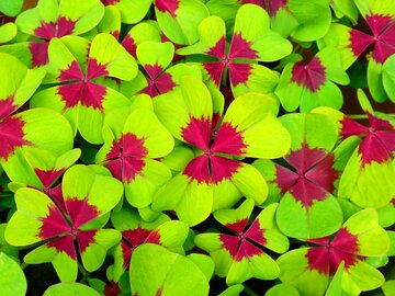 Oxalis spiralis subsp. vulcanicola
