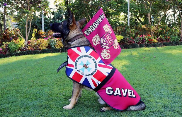Miniatura: Gavel - niedoszły pies policyjny, który...