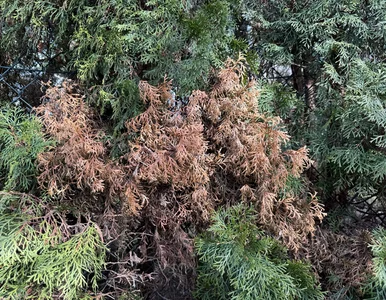 Miniatura: Rozsyp pod tuje w marcu. Przestaną...