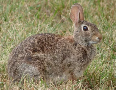 Miniatura: Pierwszy lot opóźniony. Przez zająca