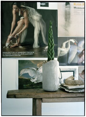 Sansevieria