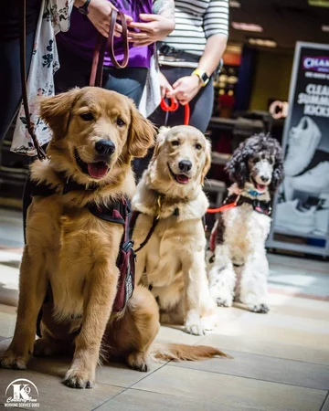 Podopieczni Country Inn Working Service Dogs 