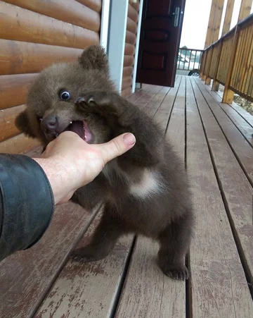 Mansur jako mały niedźwiadek 