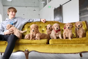 Psy rasy Golden Retriever 