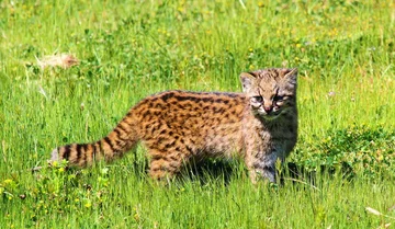 Ocelot chilijski 