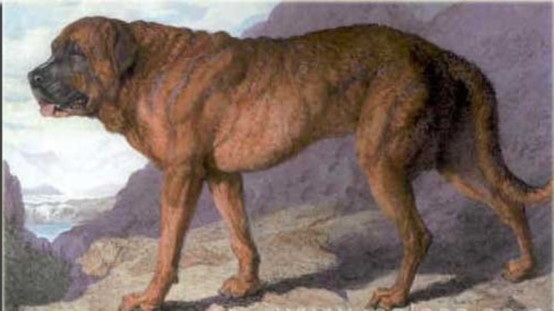 4. Alpine Mastiff Przodek bernardyna i główny kontrybutor do powstania mastifa.