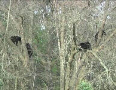 Miniatura: Niedźwiedzie odpoczywały wysoko na drzewie...
