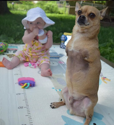 Miniatura: Poznajcie TurboRoo. Pies urodził się bez...