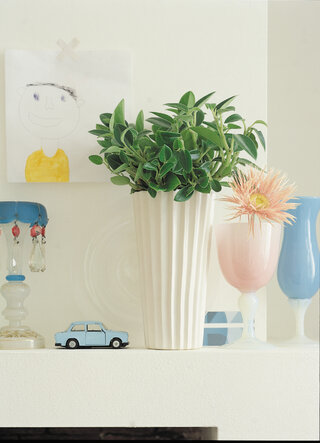 Peperomia
