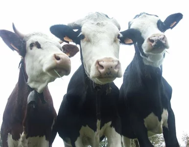 Miniatura: Kupisz bilet na pociąg, dostaniesz krówkę