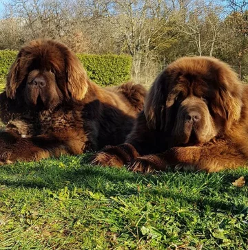 Nowofundlandy w obiektywie włascicieli 