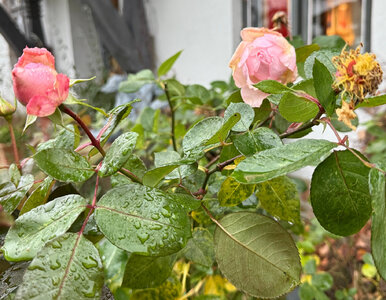 Miniatura: Podsyp i zapomnij — róże przetrwają każdą...