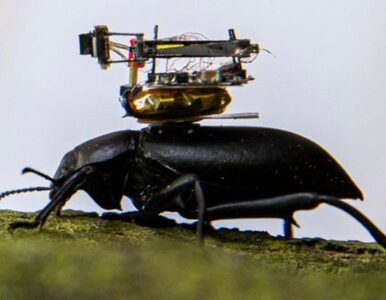 Miniatura: Świat z perspektywy owada. Naukowcy...