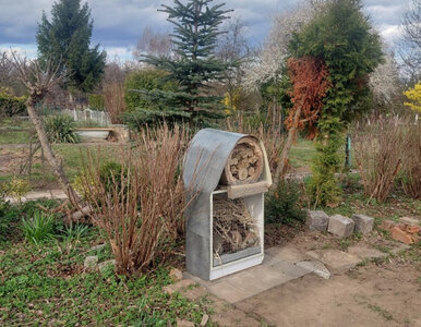 Miniatura: „Kupiłam murarki i zobaczyłam różnicę w...