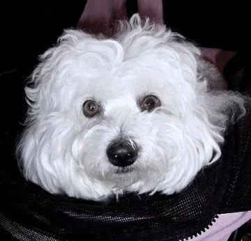 Psy Barbry Streisand 