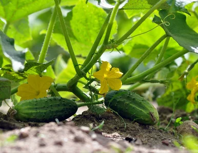 Miniatura: Trzy turboodżywki z drożdży do ogórków –...