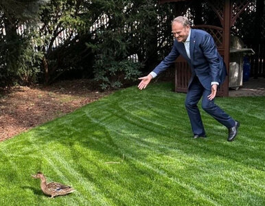 Miniatura: Giertych i Tusk cytują „Kaczkę dziwaczkę”:...