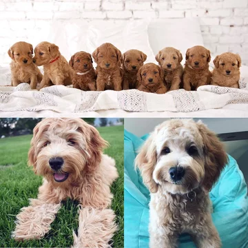 Psy rasy Golden Retriever 