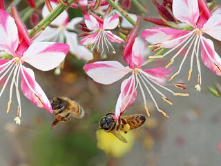 Gaura kwitnie do listopada