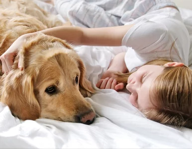 Miniatura: Naukowcy przeanalizowali relację człowieka...