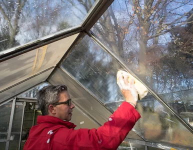 Miniatura: Nie sadź jeszcze pomidorów. Najpierw umyj...