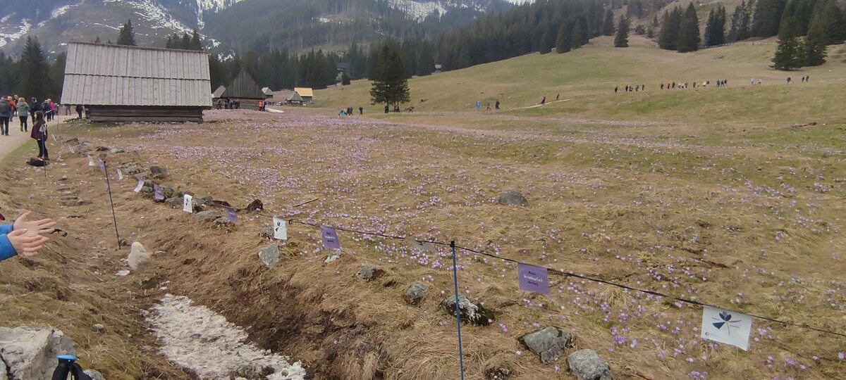 Dolina Chochołowska W 2022 roku kwiaty zakwitły jeszcze przed Wielkanocą, jednak ze względu na trudne warunki (częste opady śniegu i mrozy) kwiaty rozwijały się stopniowo. Z tego powodu nie możemy podziwiać przepięknych dywanów, ale za to kwiaty kwitną jeszcze podczas majówki.