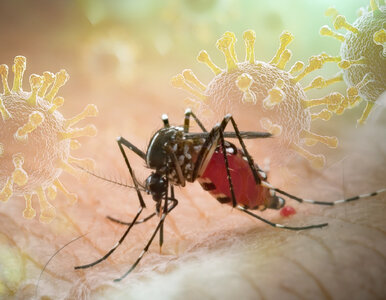 Miniatura: Nowa epidemia w Europie i to przez komary?...