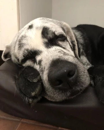 Labrador Blaze 