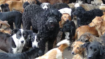 Psy przebywające w schronisku Sashy 