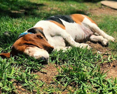 Miniatura: Gabaryty niewidomej Flopsy robią wrażenie....