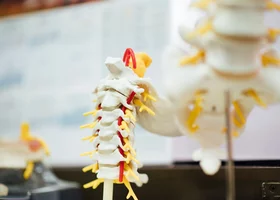 Miniatura: Łatwiutki quiz z anatomii. Wstyd tego nie...