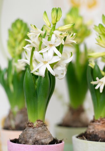 Hiacynty, hyacinthus orientalis