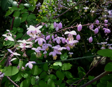 Miniatura: Wygląda jak mgła z kwiatów. Ta bylina robi...