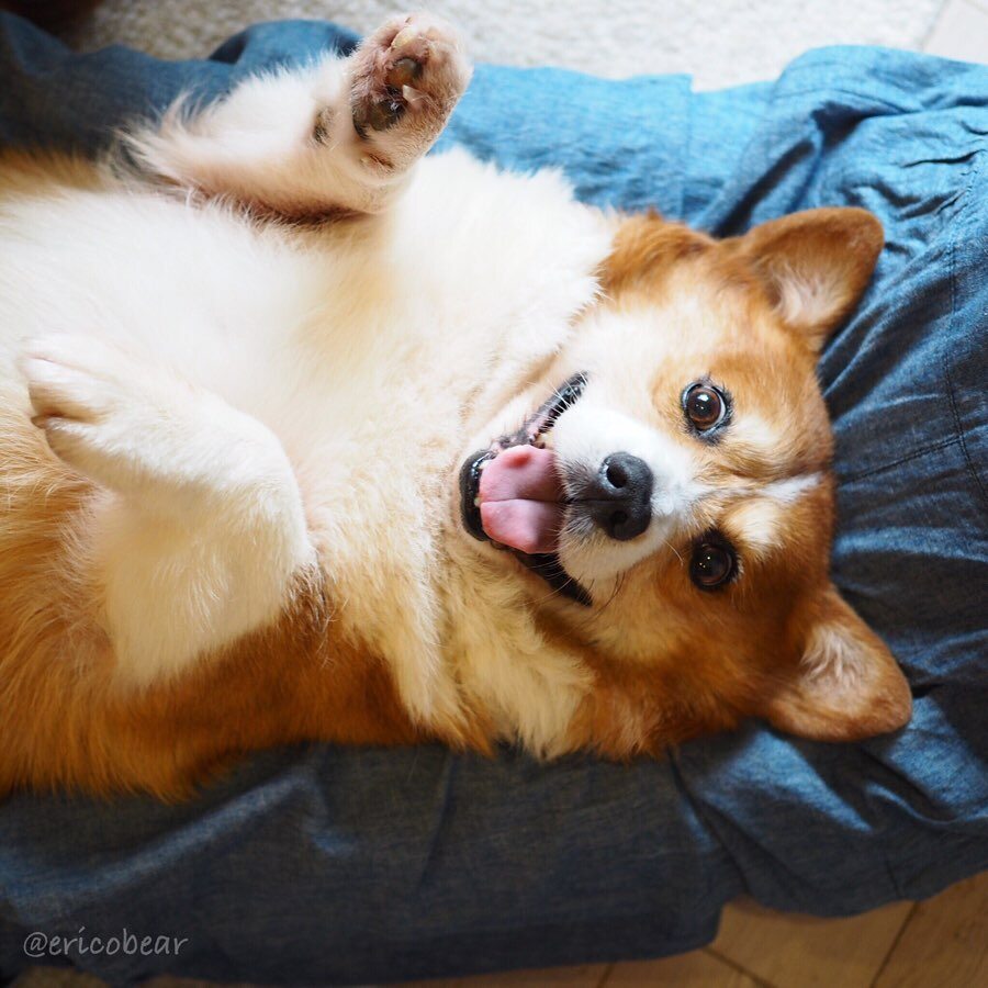 Corgi Erico 