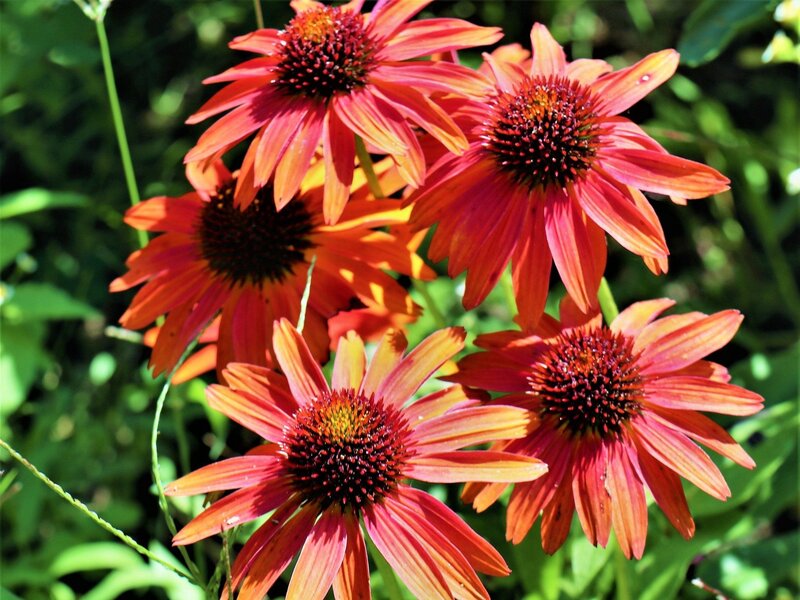 Jeż&oacute;wki purpurowe to&nbsp;jedne z&nbsp;najtrwalszych bylin ogrodowych &ndash; dobrze znoszą upały, przyciągają zapylacze i&nbsp;kwitną nieprzerwanie przez całe lato