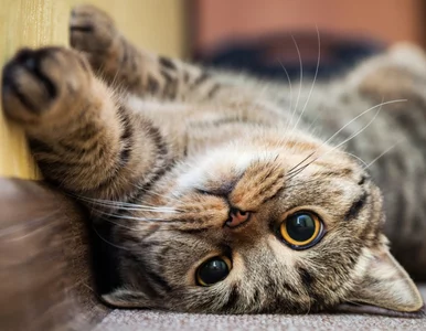 Miniatura: „WSJ” o Polskiej Akademii Nauk: Twierdzą,...