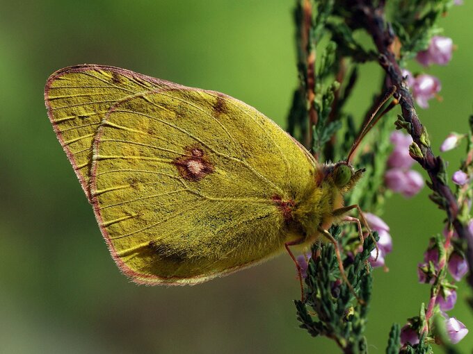 Motyl – szlaczkoń szafraniec