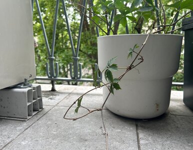 Miniatura: Czarne ślady po donicach i brudne fugi...