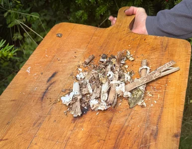 Miniatura: Rozdrobnij grzyby i wysyp pod drzewem....