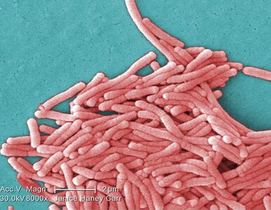 Miniatura: Mięsożerna bakteria w Bałtyku. Zgon może...