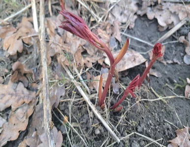 Miniatura: Rozkrusz, podsyp i wymieszaj z ziemią. Ten...