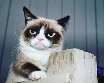 Grumpy Cat 