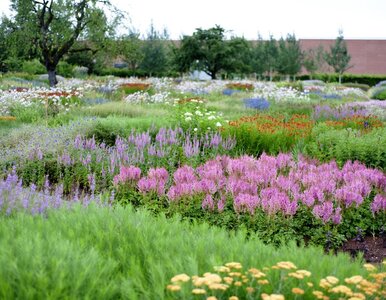 Miniatura: Ten ogród wygląda jak dziki… ale jest...