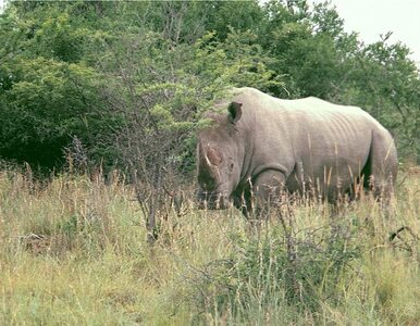 Miniatura: Nie żyje kolejny nosorożec biały. Zostało...